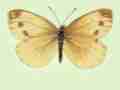 Pieris napi female (aberrant form fuscosignata 6) (Internet Image property of respective owner, non-commercial use only)